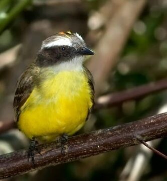 Los Nombres Más Populares de Pájaros Amarillos