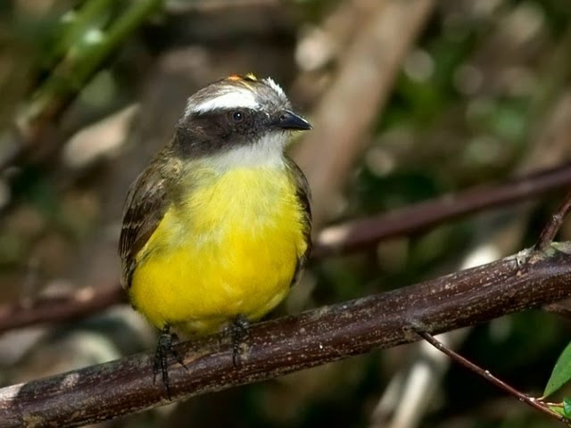 Los Nombres Más Populares de Pájaros Amarillos 1 Los Nombres Más Populares de Pájaros Amarillos