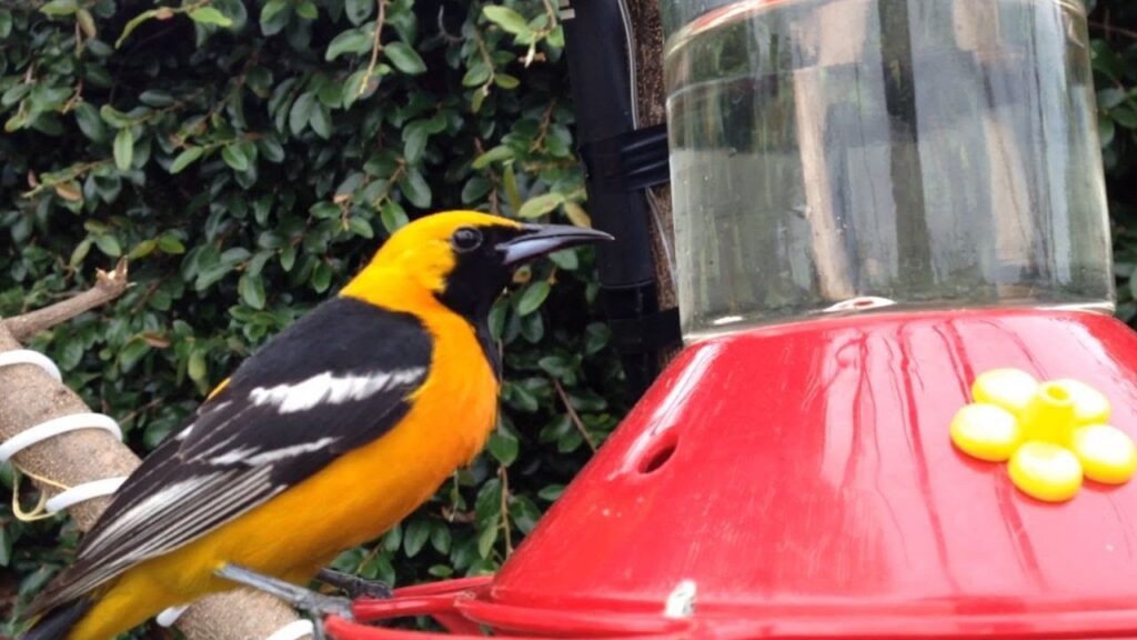 Descubre los mejores nombres para pájaros amarillos 1 Descubre los mejores nombres para pájaros amarillos