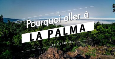 Descubriendo el encanto exótico de Palma Xiat