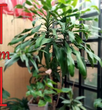 Guía para Cultivar un Palo de Brasil Grande Exitosamente