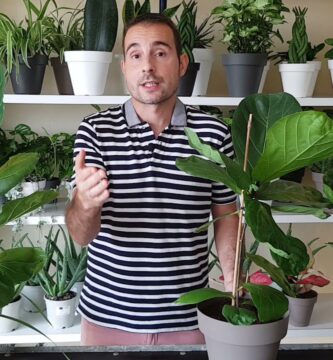 Guía Completa para Cuidar tu Planta Pandurata