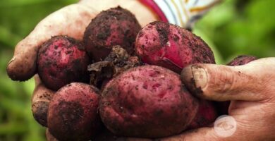 Beneficios Nutricionales y Usos de la Papa Roja