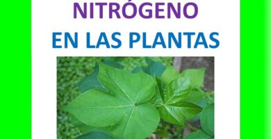 Descubre para qué sirve el nitrógeno en las plantas 5 Descubre para qué sirve el nitrógeno en las plantas