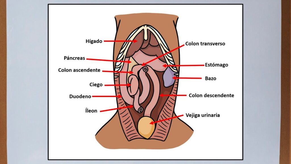 Entendiendo las Diferentes Partes del Cuerpo del Perro 1 Entendiendo las Diferentes Partes del Cuerpo del Perro