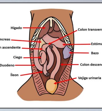 Entendiendo las Diferentes Partes del Cuerpo del Perro