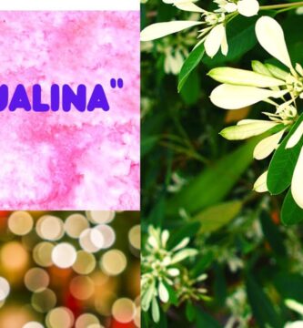 Beneficios y Cuidados de la Planta Pascualina