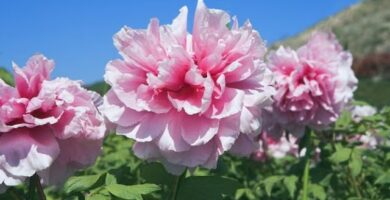 Guía Completa sobre el Cuidado de Peonias Naturales 12 Guía Completa sobre el Cuidado de Peonias Naturales