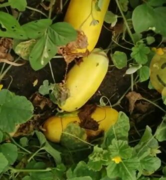 Beneficios y Usos Sorprendentes del Pepino Amarillo Exótico