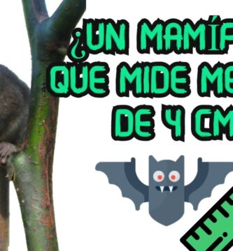 El pequeño mamífero que entra en una mano: Guía completa
