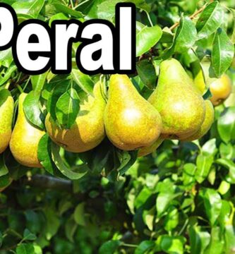 Beneficios y Propiedades Nutritivas de la Pera Amarilla