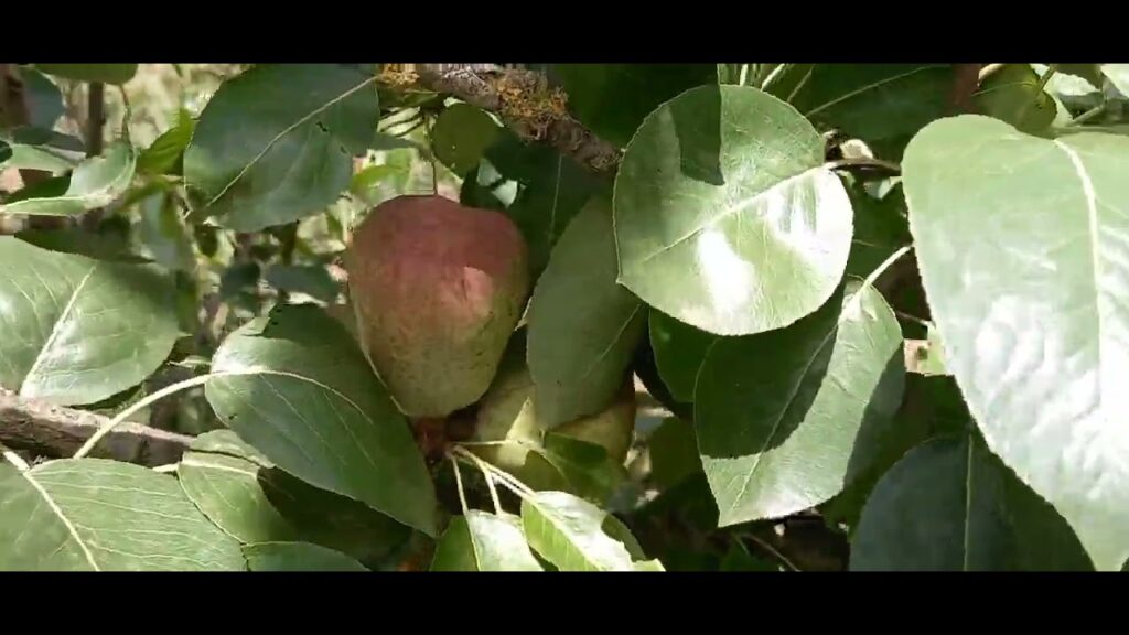 Beneficios Saludables de la Pera Mantequilla: Información 1 Beneficios Saludables de la Pera Mantequilla: Información