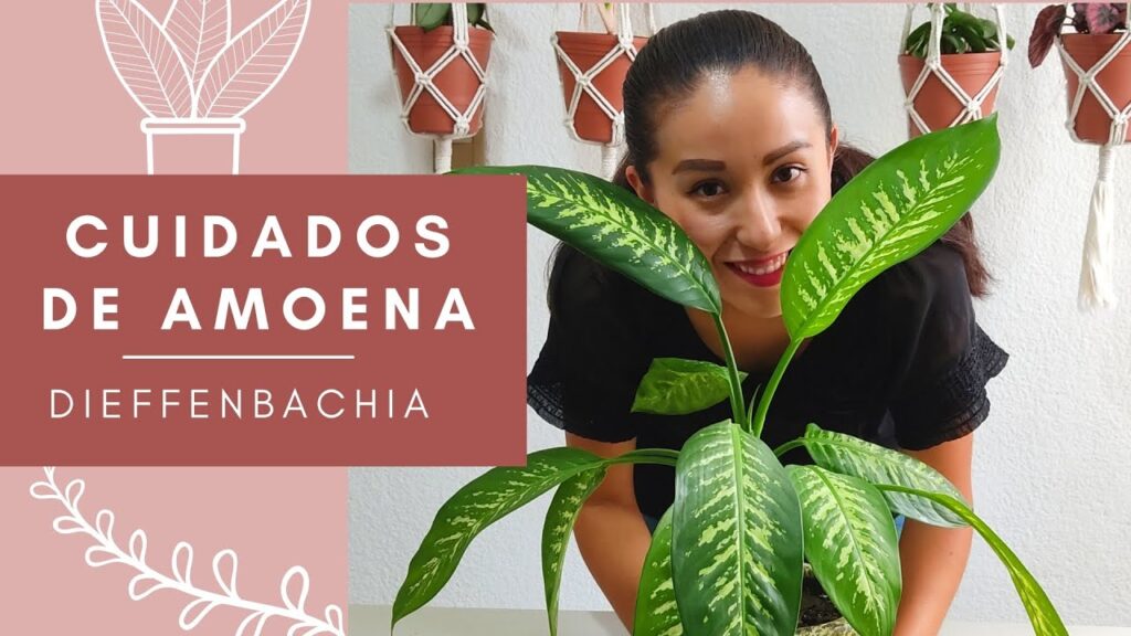 Guía Completa para el Cuidado de la Planta Amonéa 1 Guía Completa para el Cuidado de la Planta Amonéa