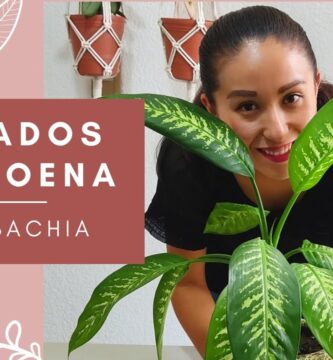 Guía Completa para el Cuidado de la Planta Amonéa