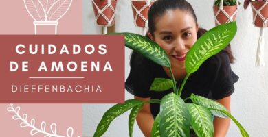 Guía Completa para el Cuidado de la Planta Amonéa 15 Guía Completa para el Cuidado de la Planta Amonéa