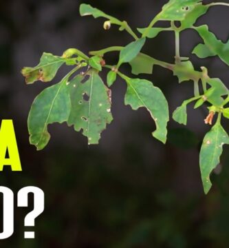 Diagnóstico y tratamiento para planta con hoyos en hojas