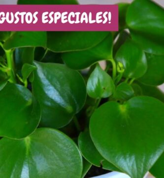 Guía completa para cuidar tu Planta Corazón de María