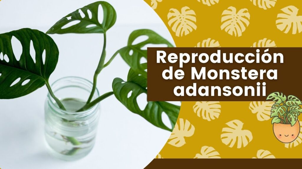 Guía Completa para Cultivar la Planta Esqueleto 1 Guía Completa para Cultivar la Planta Esqueleto