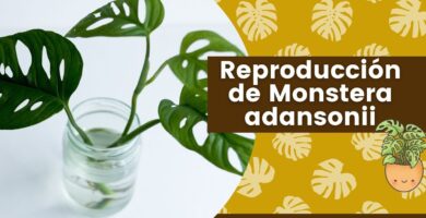 Guía Completa para Cultivar la Planta Esqueleto