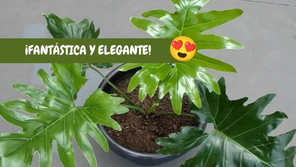 Guía Completa: Cómo Cuidar tu Planta Garra de León 1 Guía Completa: Cómo Cuidar tu Planta Garra de León