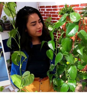 Guía completa para el cuidado de la planta Julieta