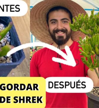 Guía Completa para Cuidar tu Planta Oreja de Shrek