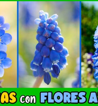Guía Completa: Cultivar Plantas con Flores Azules Pequeñas