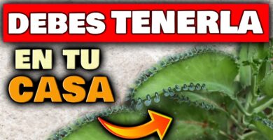 Conoce 10 Plantas Exóticas que Comienzan con K 5 Conoce 10 Plantas Exóticas que Comienzan con K