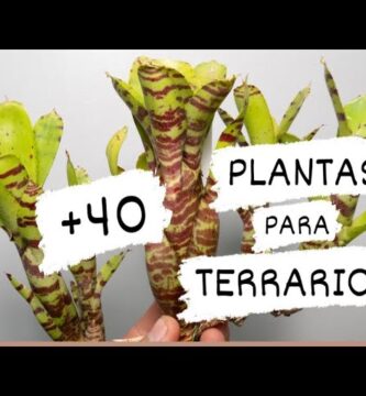 Las Mejores Plantas Para Terrarios Cerrados: Guía 1 Las Mejores Plantas Para Terrarios Cerrados: Guía