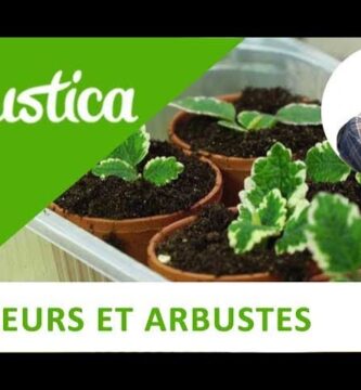Descubriendo Plectranthus Forsteri: Cuidados, Crecimiento y Beneficios Únicos