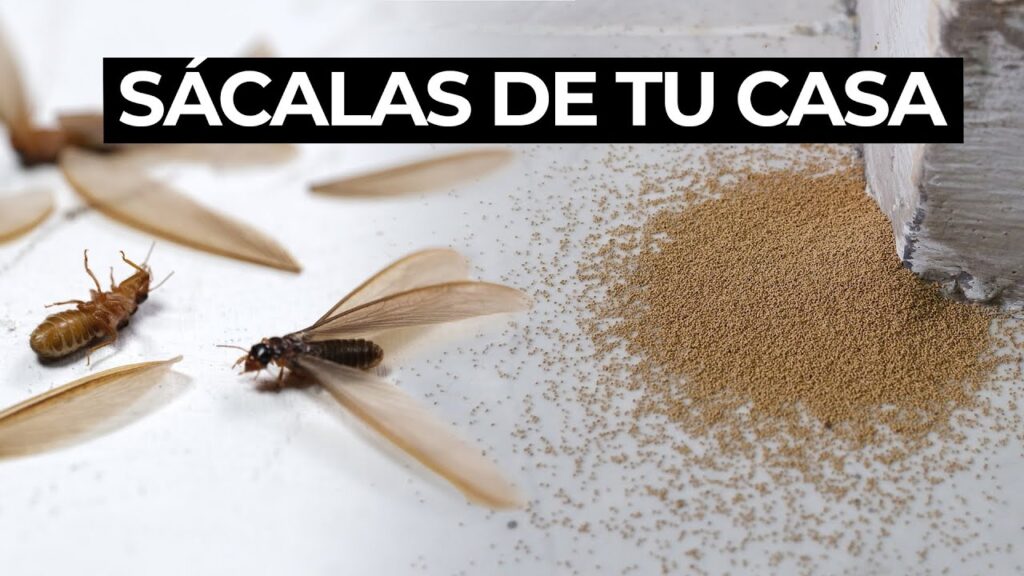 Eliminación efectiva de polilla de madera seca 1 Eliminación efectiva de polilla de madera seca