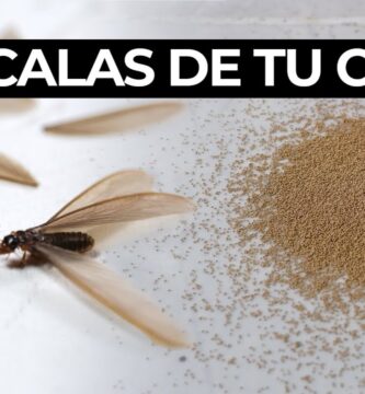 Eliminación efectiva de polilla de madera seca