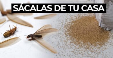 Eliminación efectiva de polilla de madera seca 8 Eliminación efectiva de polilla de madera seca