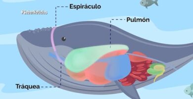 Por qué las Orcas Suben a Respirar: Explicación Detallada