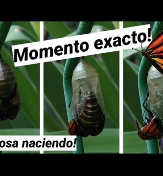 Descifrando el Misterio de la Pupa Mariposa