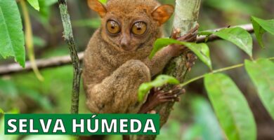 Descubre Qué Animales Habitan en la Selva Húmeda 4 Descubre Qué Animales Habitan en la Selva Húmeda