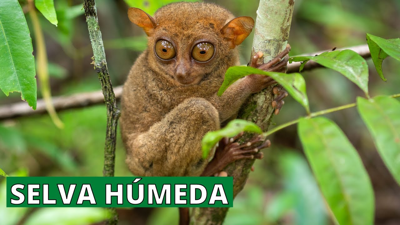 Cuales Son Los Animales Que Viven En La Selva Humeda