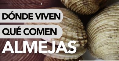 Descubriendo la Dieta Diaria: ¿Qué Comen las Almejas? 11 Descubriendo la Dieta Diaria: ¿Qué Comen las Almejas?