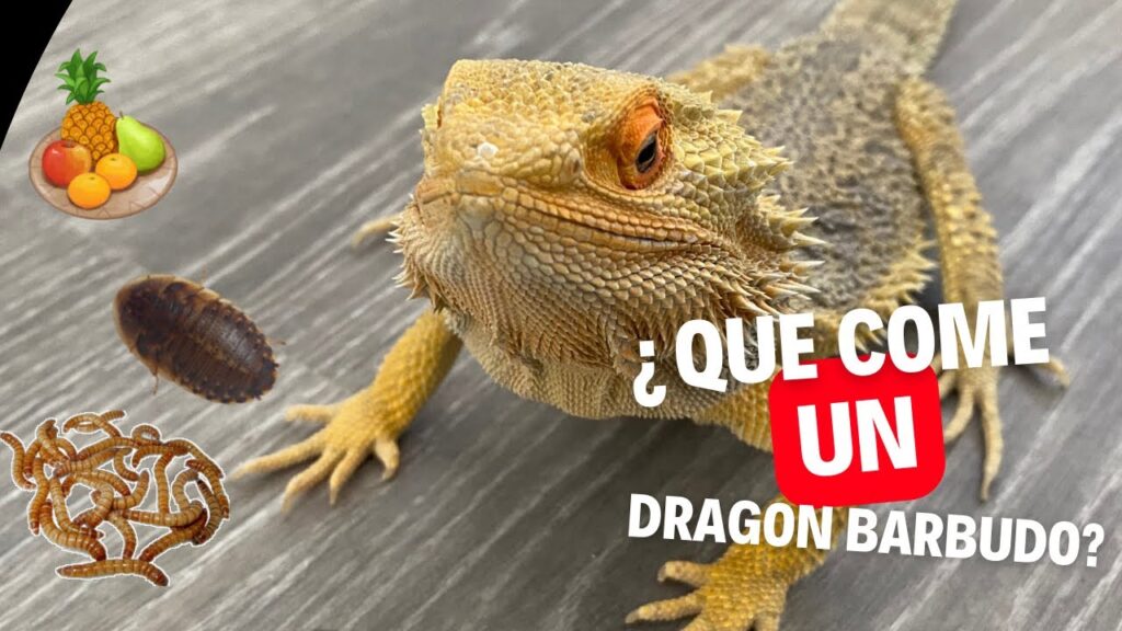 Descubre Qué Comen los Dragones: Dieta y Alimentos Favoritos 1 Descubre Qué Comen los Dragones: Dieta y Alimentos Favoritos