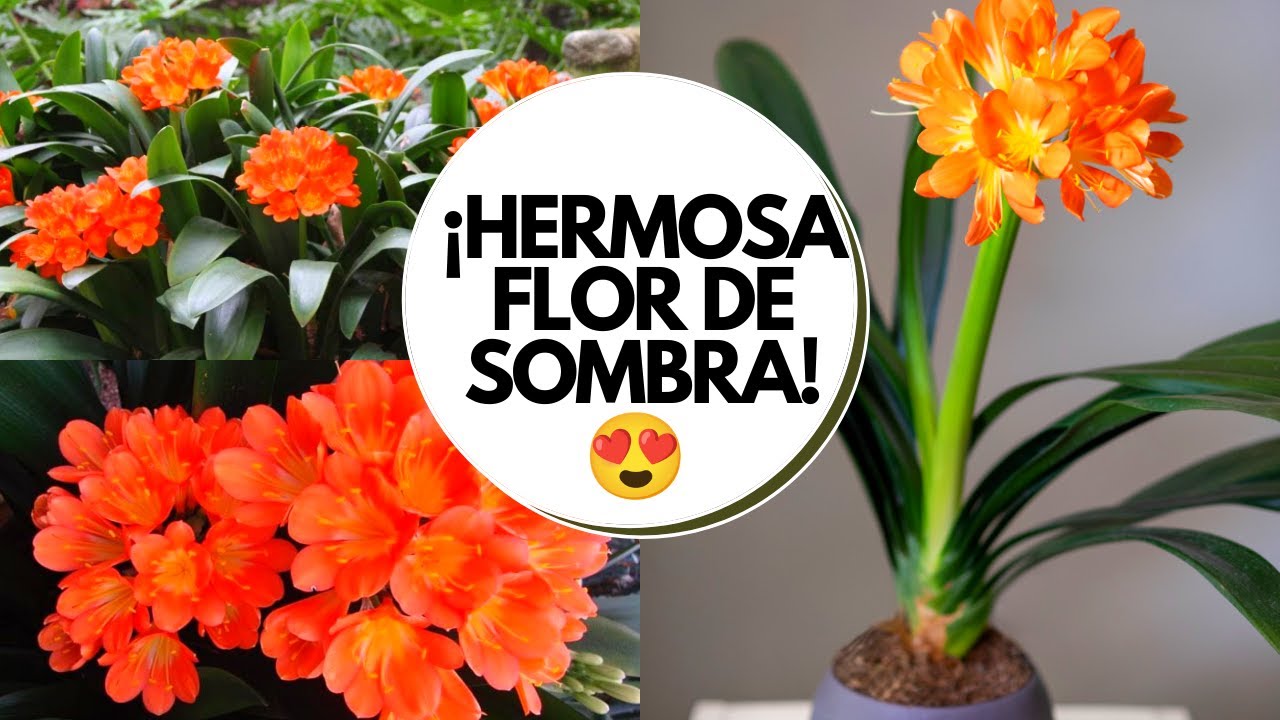 Propiedades y Beneficios de la Raíz de Planta Herbácea Naranja