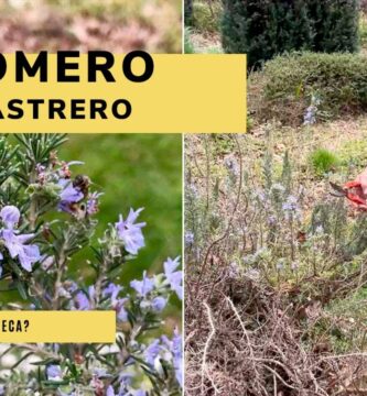 Beneficios y Cuidados del Romero Rastrero