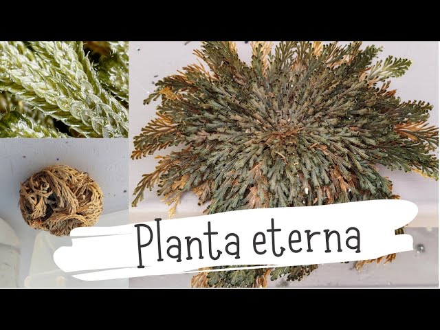 Diferencias entre la Rosa de Jericó Verdadera y Falsa 1 Diferencias entre la Rosa de Jericó Verdadera y Falsa