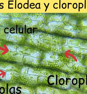 Usando el Saco Microscopio para Almacenar Clorofila Efectivamente