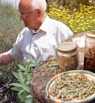 Identificando y Aplicando Cuidados a Plantas Silvestres