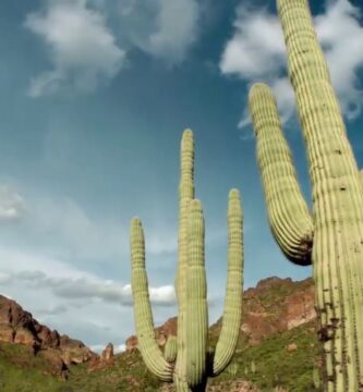 Adaptación de Plantas a Sitios Secos: Secretos y Estrategias
