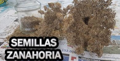 Beneficios y Cultivo de la Semilla de Zanahoria Ecológica