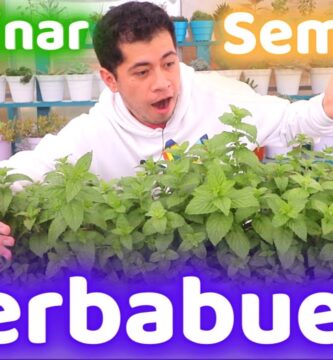 Beneficios y Cultivo de Semillas de Menta