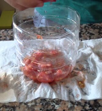 Guía completa para plantar semillas de tomate