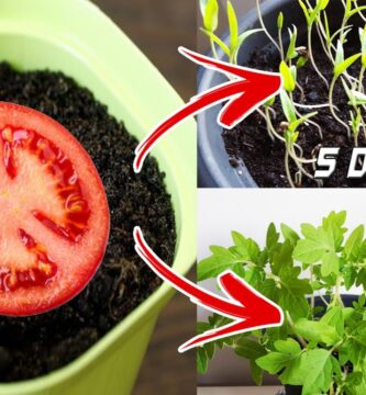 Guía Definitiva: Mejores Semillas para Plantar en Tu Jardín