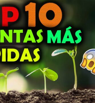 Las 10 Mejores Semillas Que Crecen Rápido Para Jardín